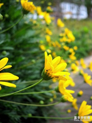 任務(wù)帖，拍幾張小花
