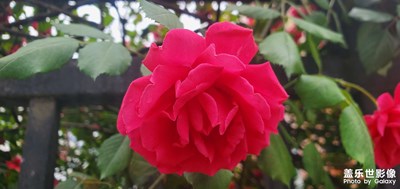 薔薇