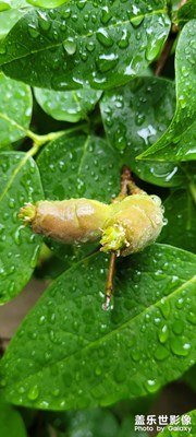 雨后綠色