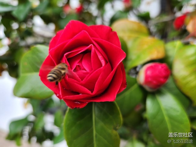 #路過(guò)風(fēng)景線——茶花