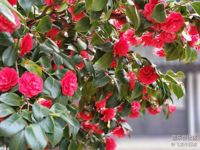 #路過(guò)風(fēng)景線——茶花