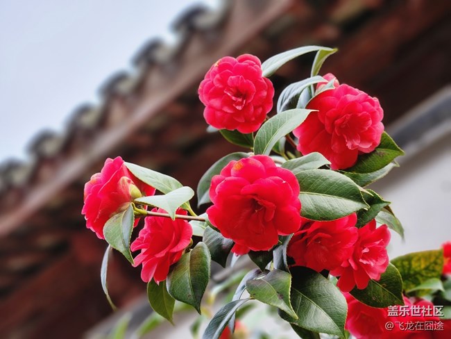 #路過(guò)風(fēng)景線——茶花