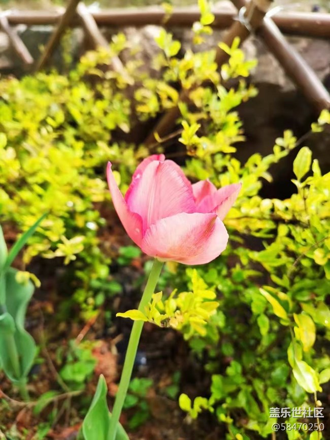 【最美四月天】開花了