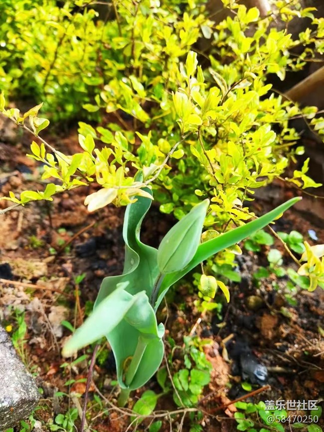 【最美四月天】開花了