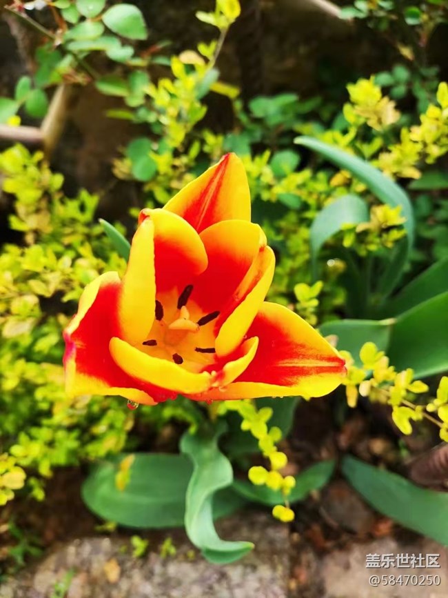 【最美四月天】開花了