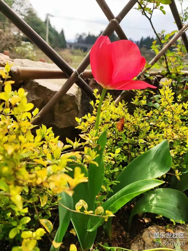 【最美四月天】開花了