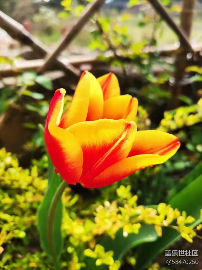 【最美四月天】開花了