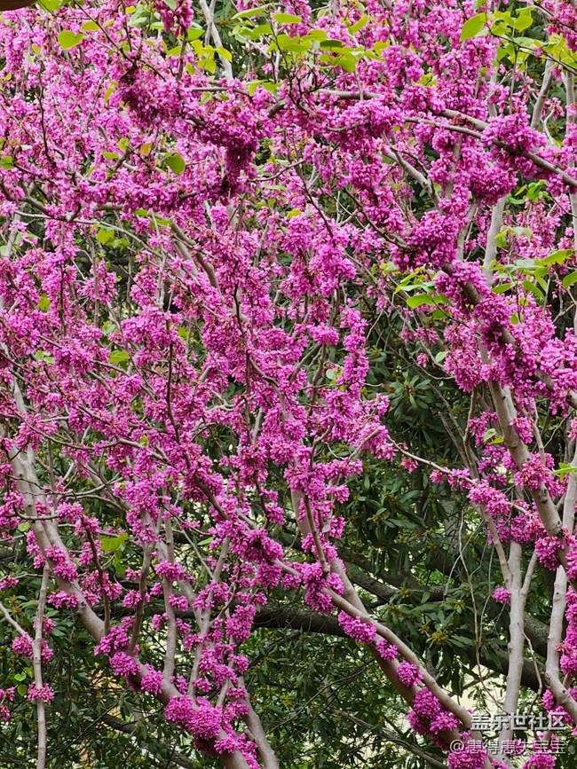 【最美四月天】+粉色的花