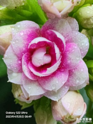 長壽花