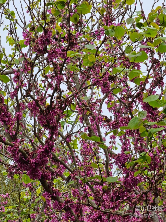 【最美四月天】+粉色的花