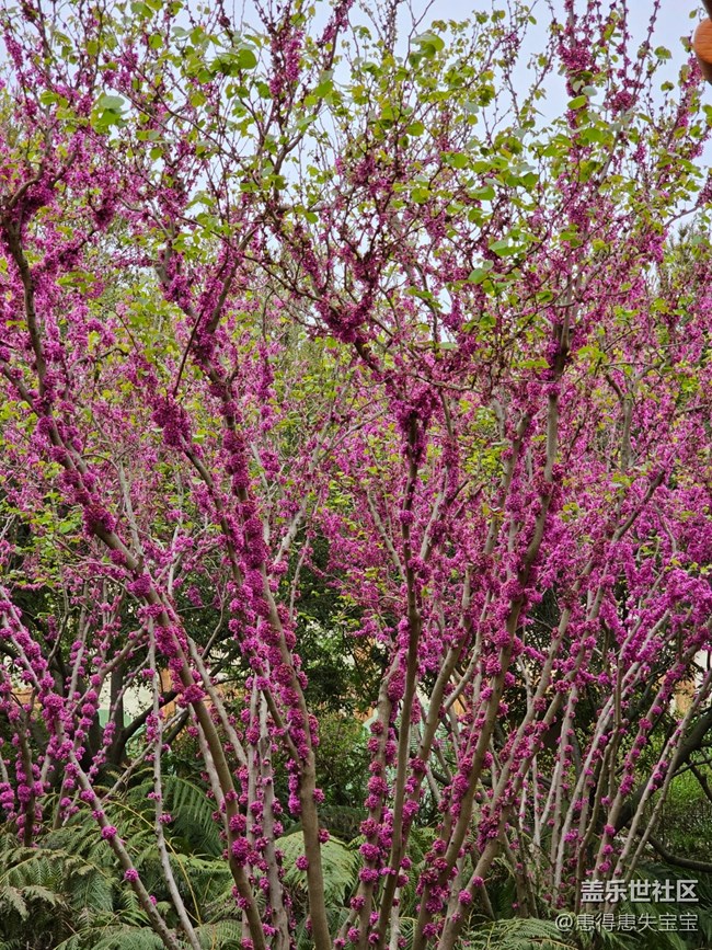 【最美四月天】+粉色的花