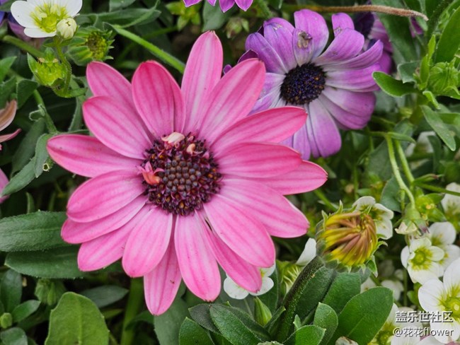 【最美四月天】+flower