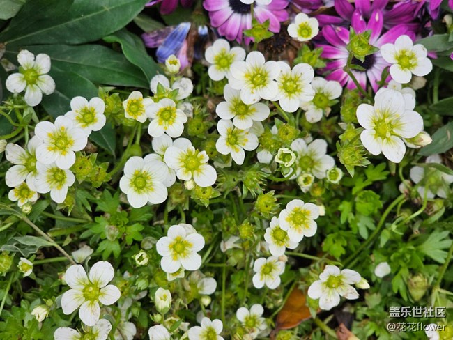 【最美四月天】+flower