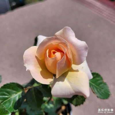 ＃雨過(guò)天晴隨手拍