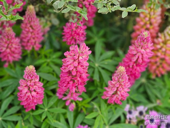 【最美四月天】+flower