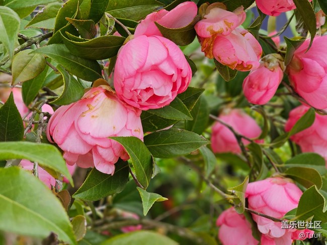 【最美四月天】+花開(kāi)