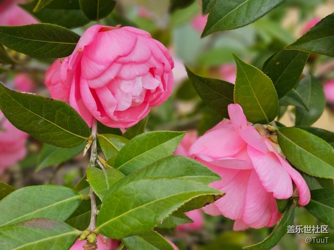 【最美四月天】+花開(kāi)