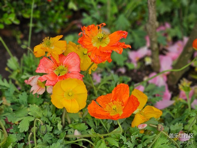 【最美四月天】+花開(kāi)