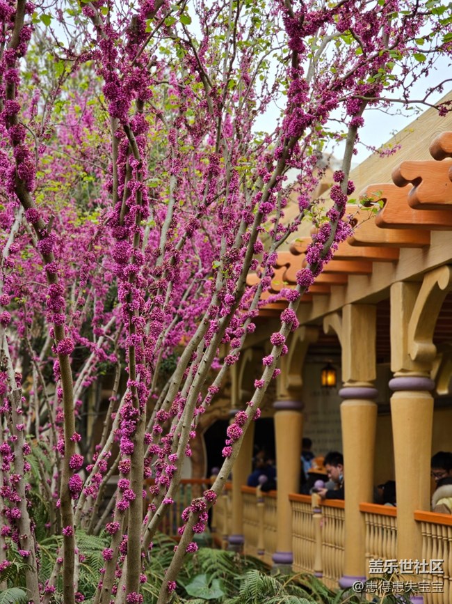 【最美四月天】+粉色的花