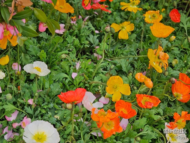 【最美四月天】+花開(kāi)