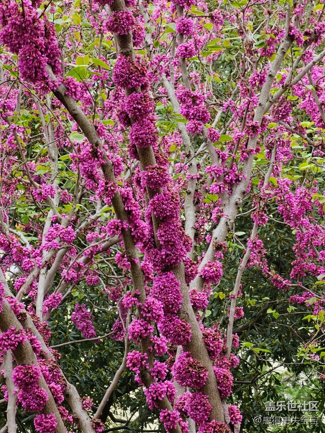 【最美四月天】+粉色的花