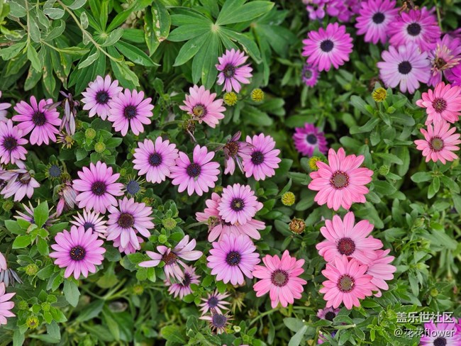 【最美四月天】+flower