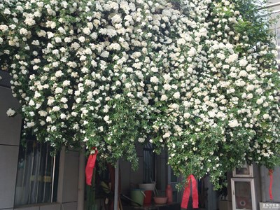 【我的五一】木香花滿園