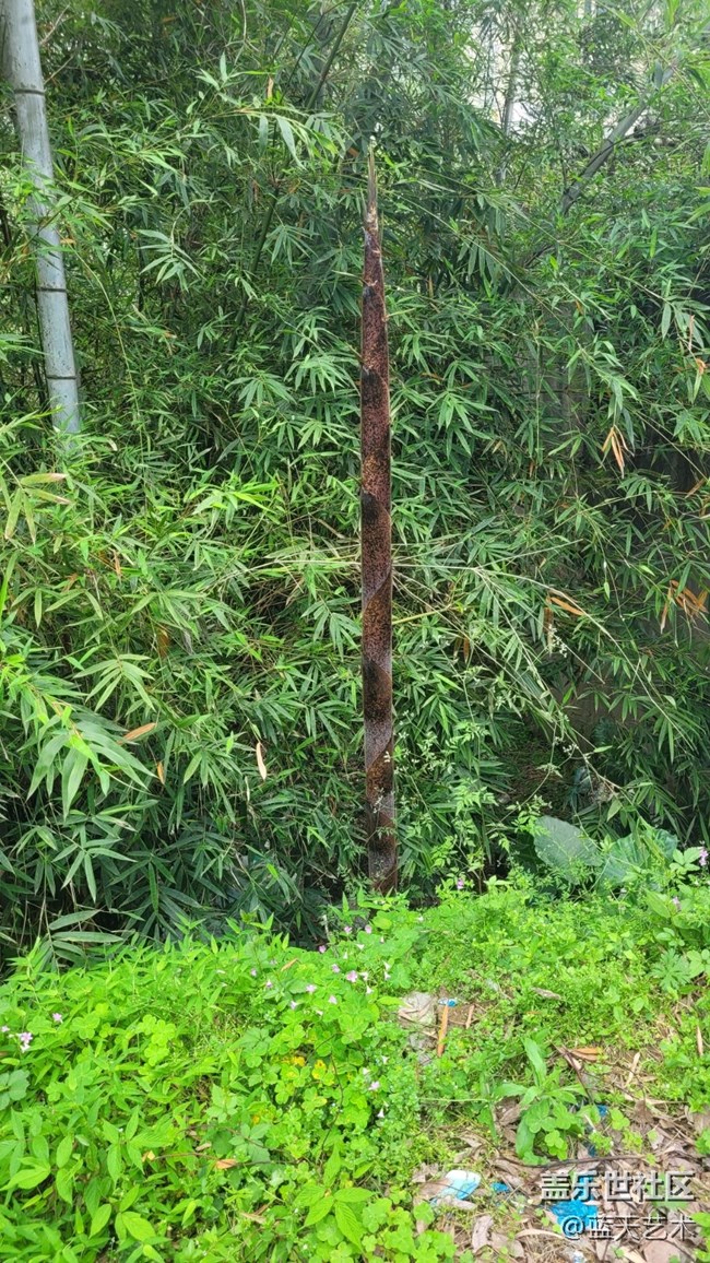【初夏味道】竹子
