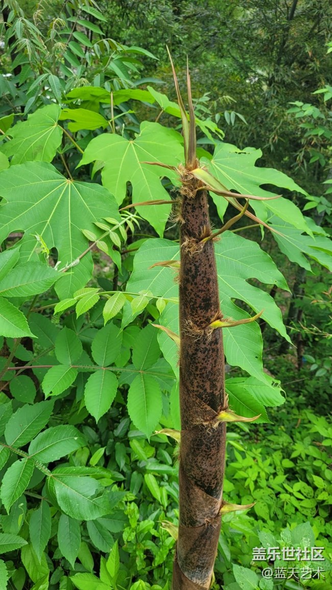 【初夏味道】竹子