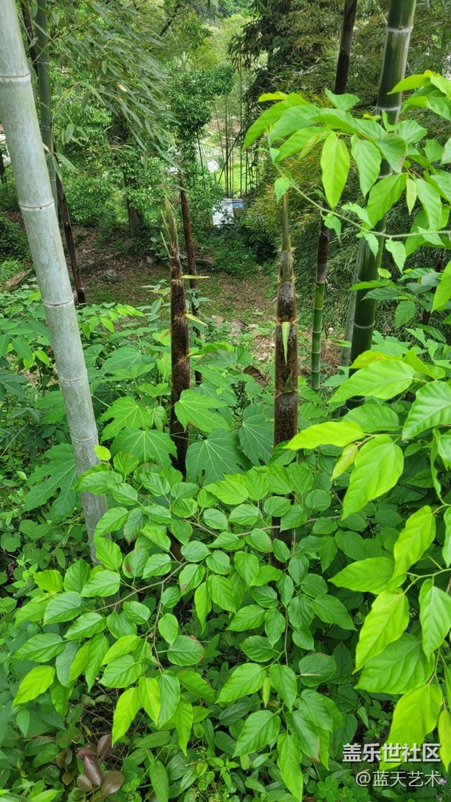 【初夏味道】竹子