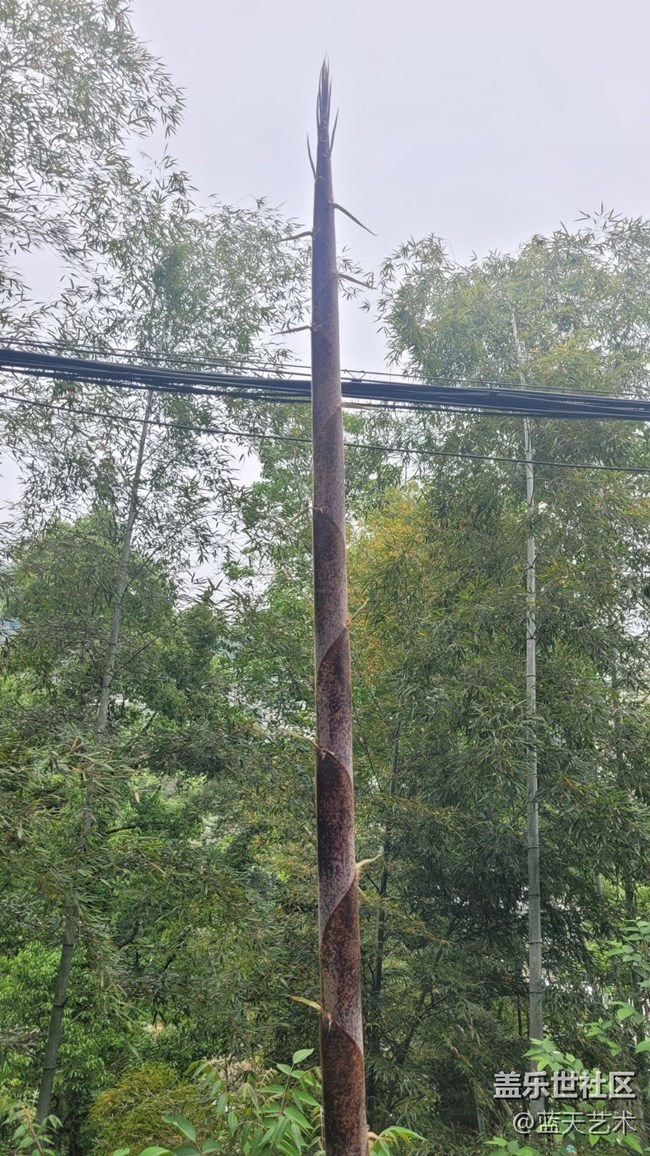 【初夏味道】竹子