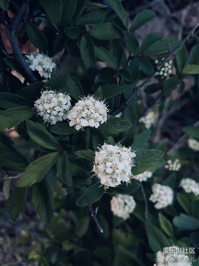 【山野之間】嶺上日出