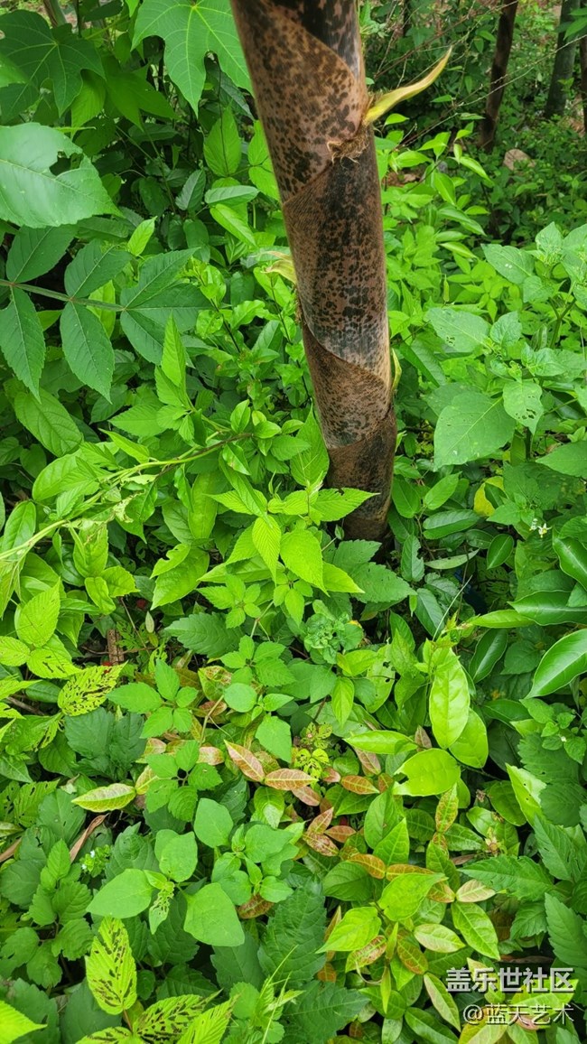 【初夏味道】竹子