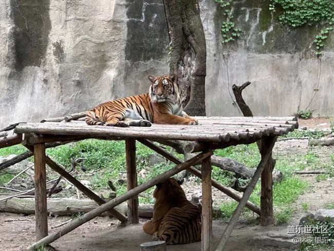 #路過風景線——動物園