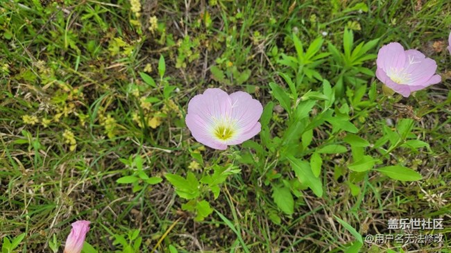 【春色滿園】滿園春色
