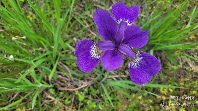 【春色滿園】滿園春色