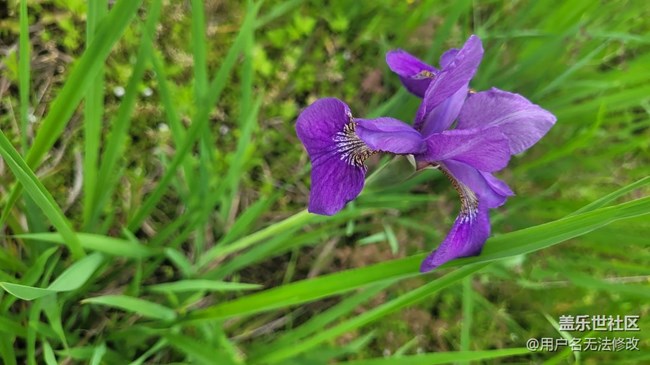 【春色滿園】滿園春色