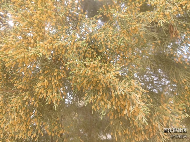 【昨天互動(dòng)詞】+ 枝頭