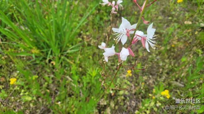 【春色滿園】滿園春色