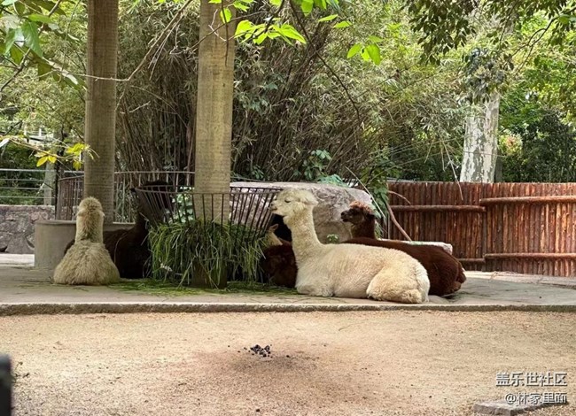 #路過風景線——動物園