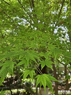 綠意盎然