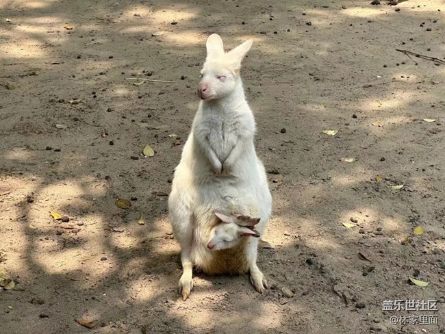#路過風景線——動物園