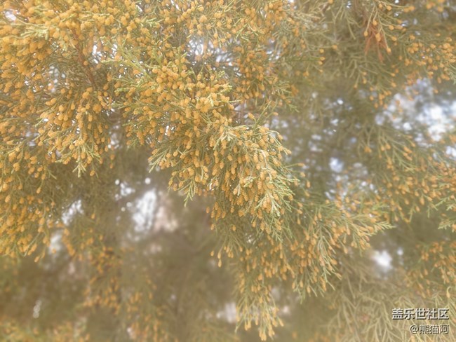 【昨天互動(dòng)詞】+ 枝頭