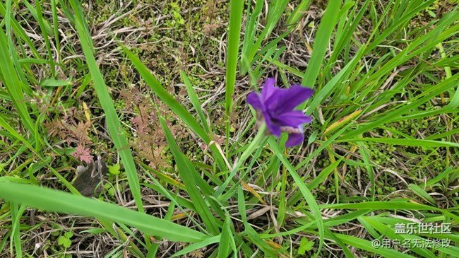 【春色滿園】滿園春色