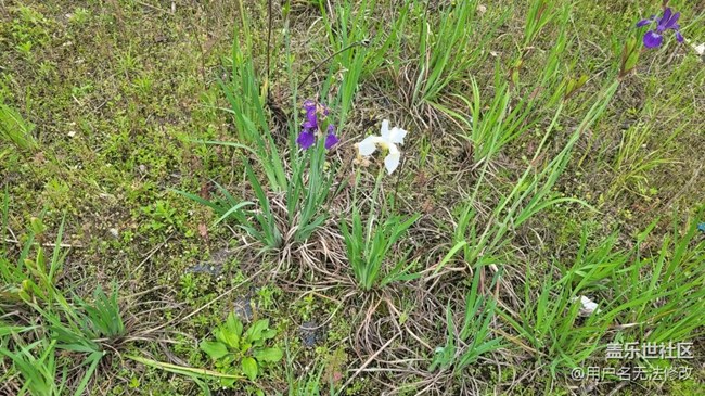 【春色滿園】滿園春色