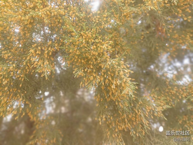 【昨天互動(dòng)詞】+ 枝頭