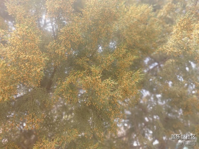 【昨天互動(dòng)詞】+ 枝頭