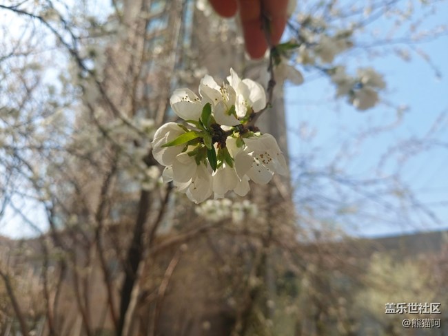 【初夏味道】花香