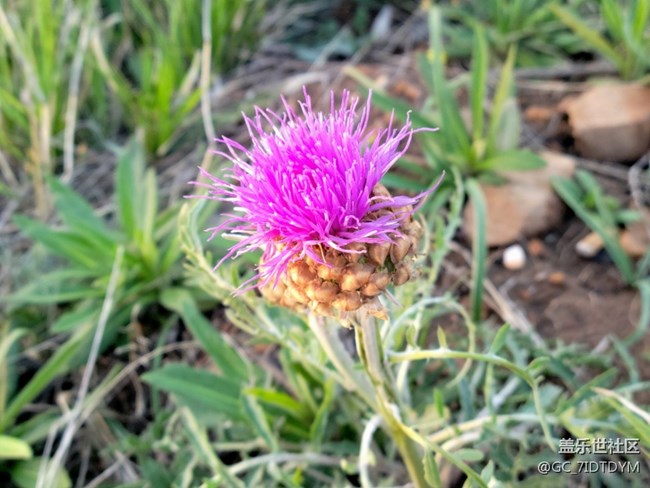 【山野之間】山中小花