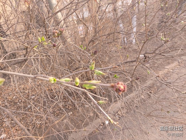 【初夏味道】花香